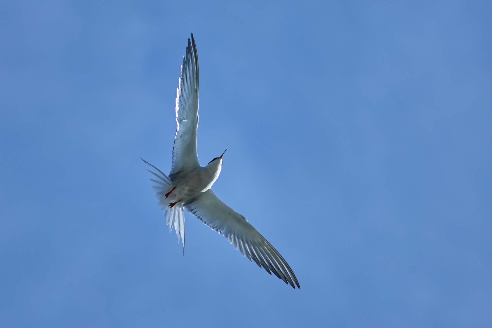 Canon RF 75-300mm_blogg1.jpg