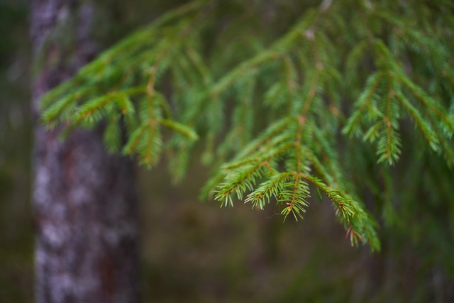 Viltrox 35mm f1.8 EVO_5w.jpg
