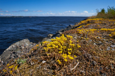 Sony11mmf1.8_blogg1.jpg