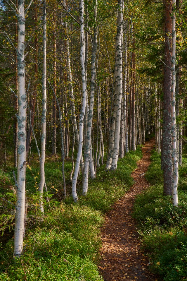 Nikon Z 24-70mm f2.8 II_1w.jpg