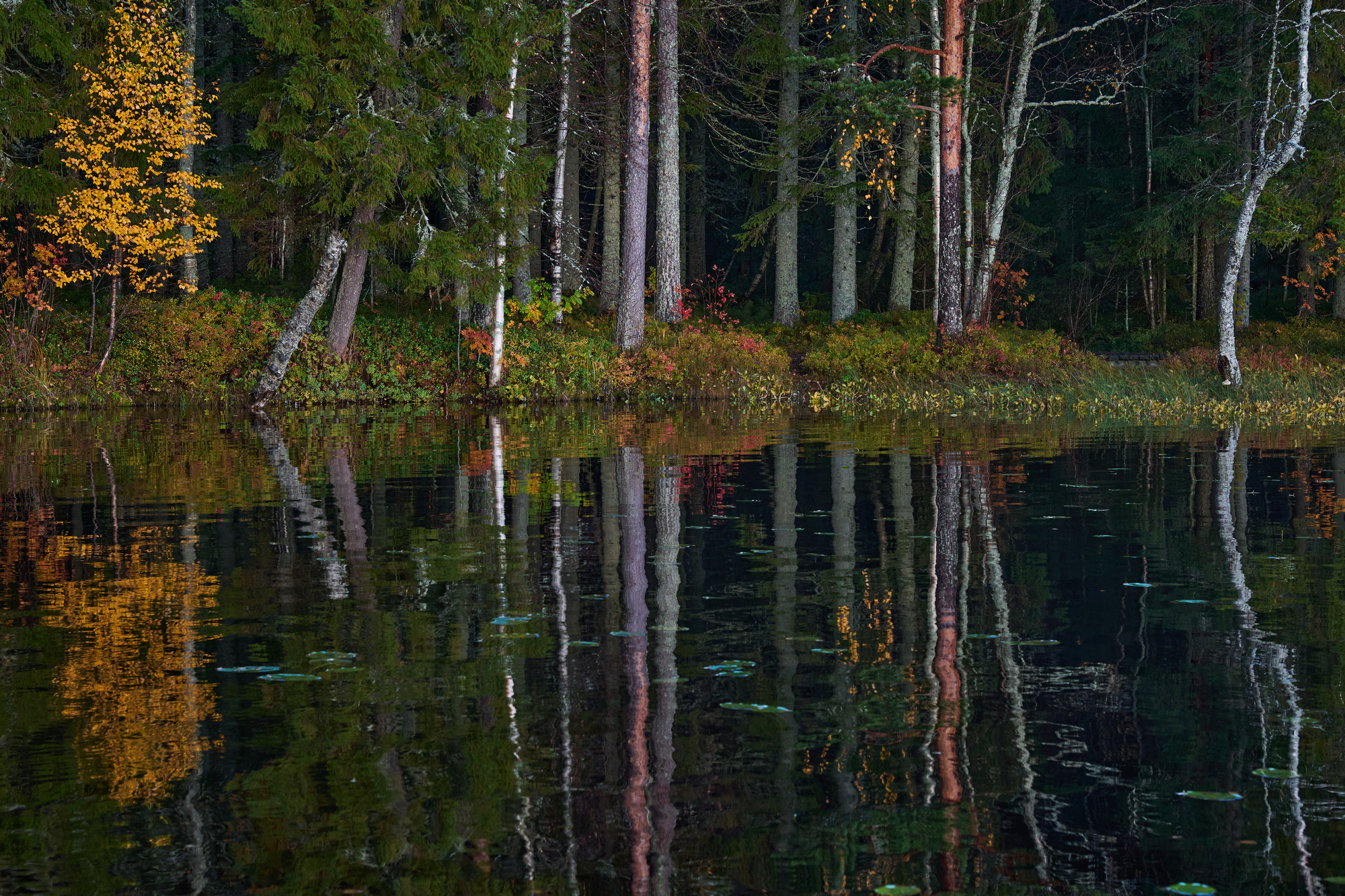 Viltrox 56mm f1.2_blogg4.jpg