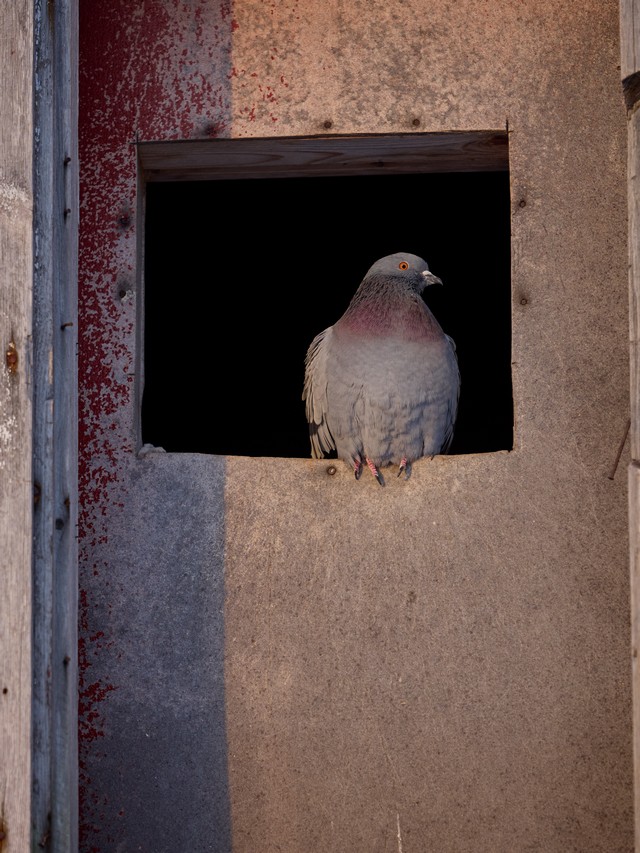 OM System 50-200mm f2.8_26w.jpg