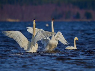 Olympus 150-400mm_14_blogg.jpg