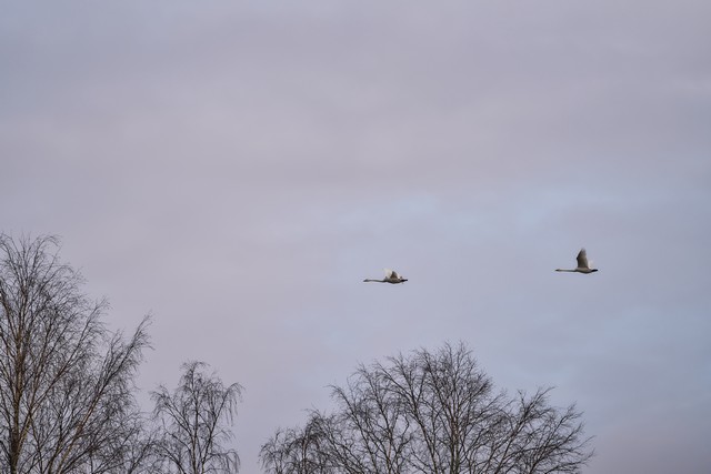 Sigma 135mm f1.4_24w.jpg