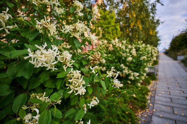Sigma 20-60mm f2.8_4_25w.jpg