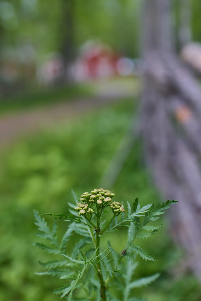 Canon RF 45mm f1.2 STM_11w.jpg