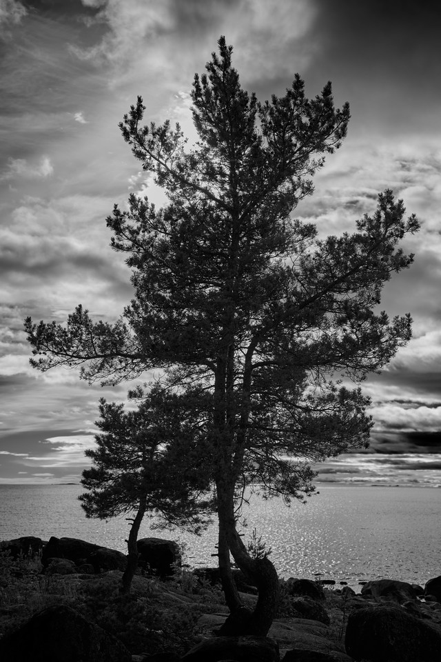 Nikon Z 24-70mm f2.8 II_25w.jpg