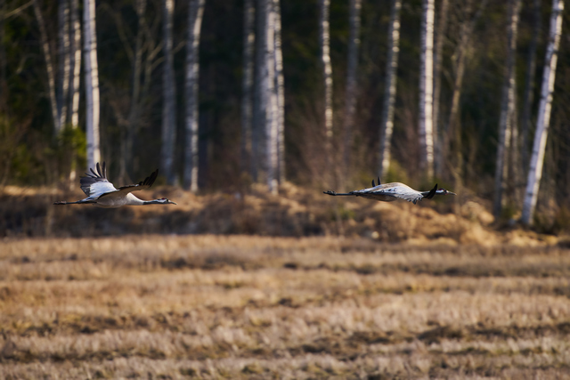 Sigma 300-600mm f4_25w.jpg