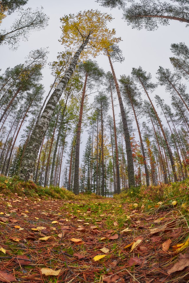 Sony FE 8-14mm f3.5 fisheye_21w.jpg