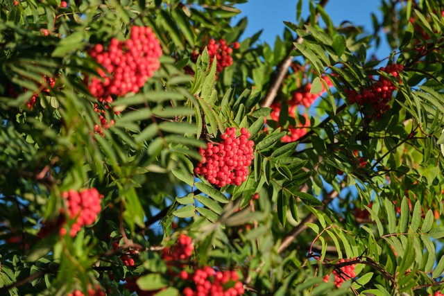 Fujifilm XF 400mm f4.5_3w.jpg
