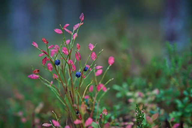 Sigma 85mm f1.2_7w.jpg