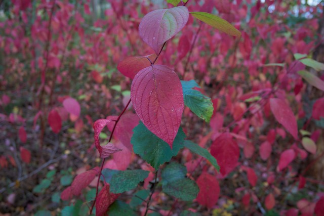 Sigma 20-200mm DG C_40w.jpg