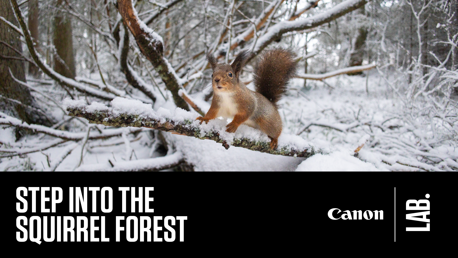 Dani-Connor-Banner Header -1920x1080.jpg