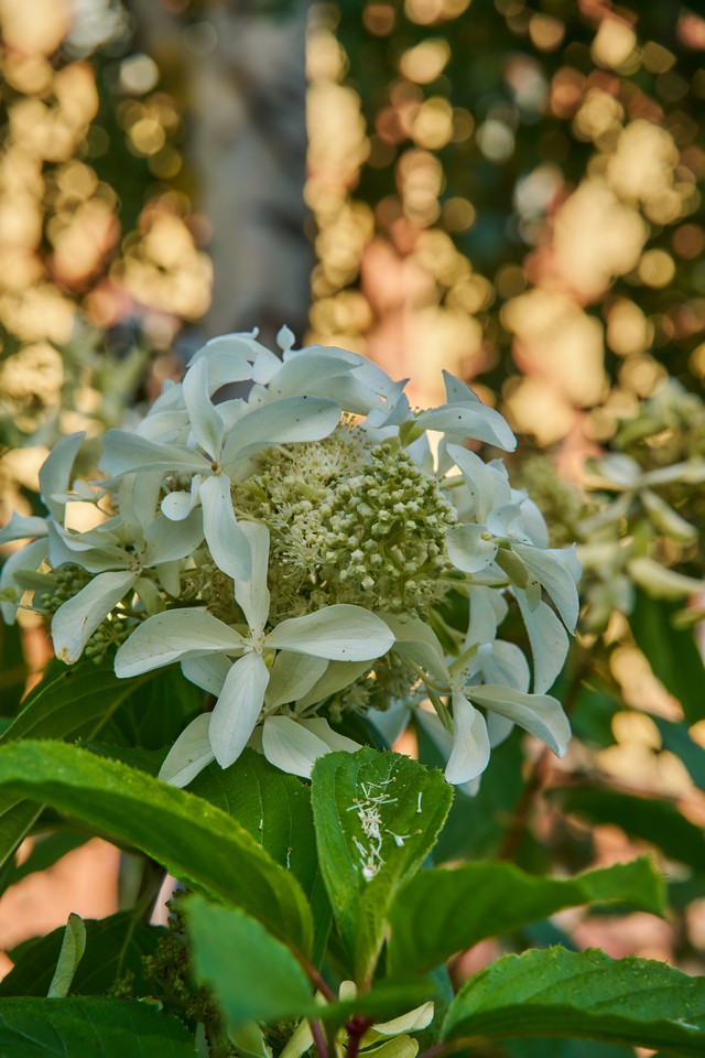 Sigma 20-200mm DG C_28w.jpg