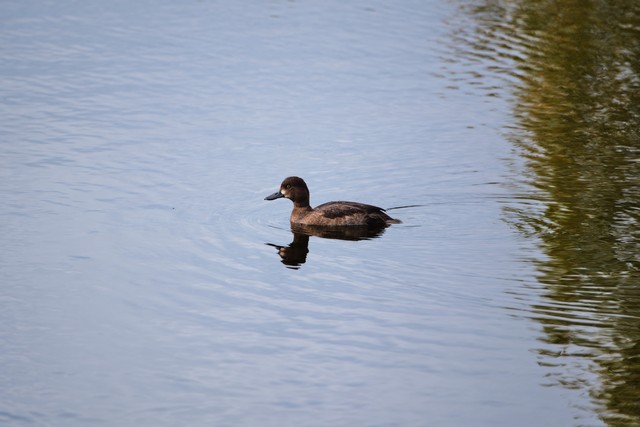 Fujifilm XF 400mm f4.5_28w.jpg