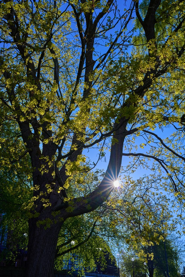 Samyang 35mm f1.8 P_19w.jpg