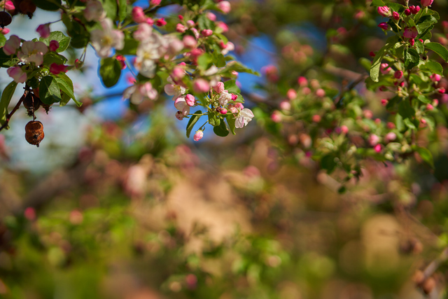 Tokina 85mm 1.8 Sony_10w.jpg