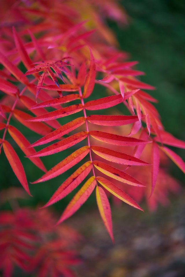 Sigma 35mm f1.2 II_21w.jpg