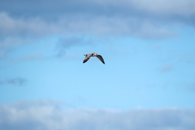 Fujifilm XF 400mm f4.5_21w.jpg