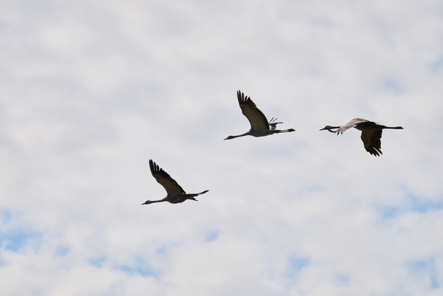 Sony FE 100-400 f5.6_f8 OSS_1w.jpg