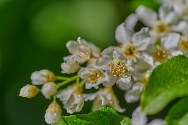 Laowa 90mm f2.8 macro_31w.jpg