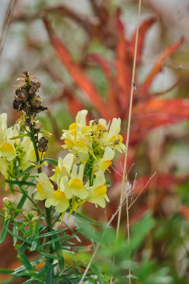 Fujifilm XF 400mm f4.5_29w.jpg