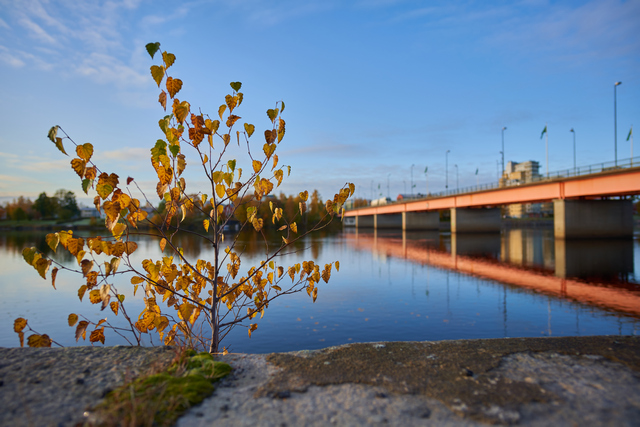 voigtländer_nokton 21mm_16w.jpg