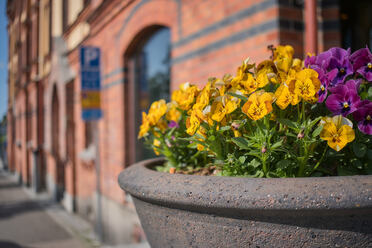 Fujifilm XF 23mm f2.8_blogg1.jpg