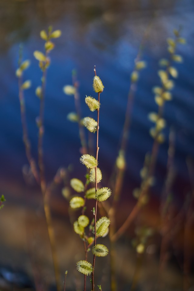 Sigma 50mm f1.2_19w.jpg