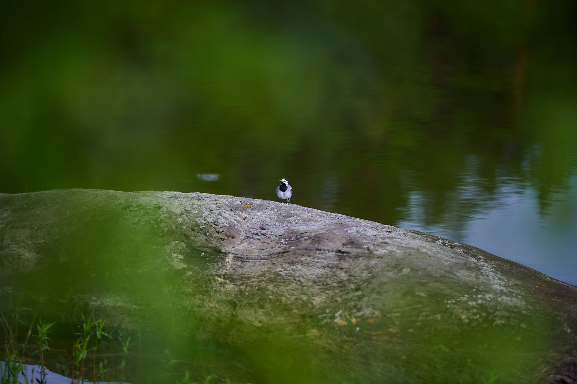 NikonZ6IIITest_blogg3.jpg