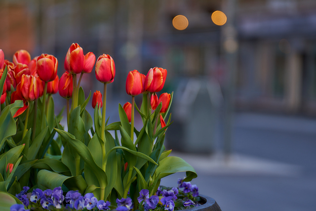 Tamron 70-180 f2,8_6w.jpg