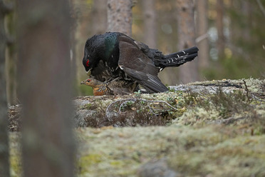 Tjäderspel_Z8C_2550C2_blogg.webp