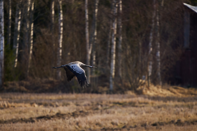 Sigma 300-600mm f4_26w.jpg