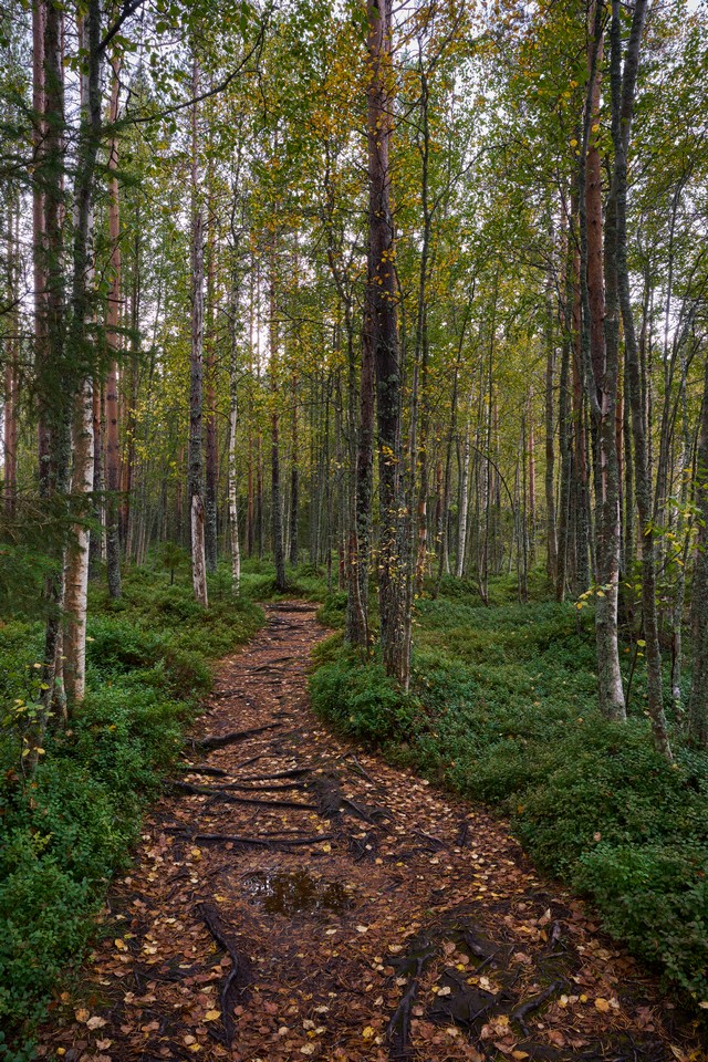 Viltrox 15mm f1.7_19w.jpg