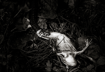 FAUNA2.png