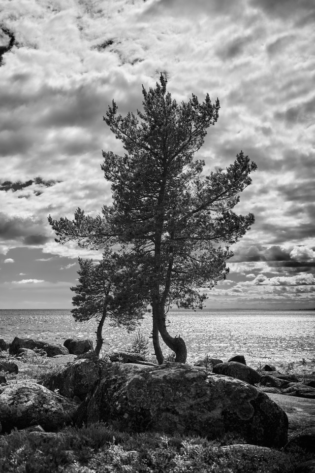 Panasonic S40mm_5w.jpg
