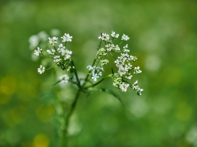 Voigtlander 29mm f08_26w.jpg