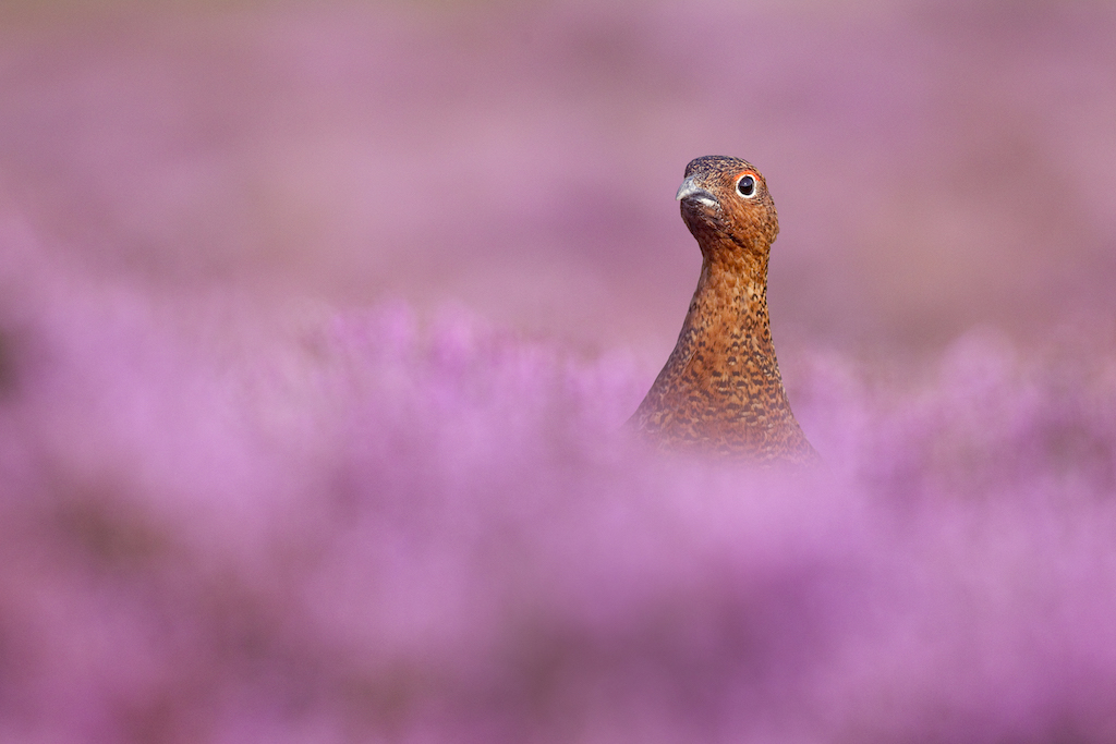 Ben Hall_red grouse in heather.jpg