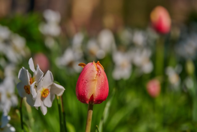 Laowa 90mm f2.8 macro_8w.jpg