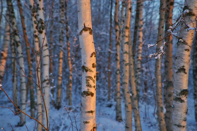 Samyang 24-60mm f2.8_9w.jpg