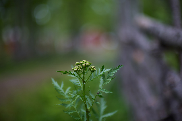 Canon RF 45mm f1.2 STM_32w.jpg