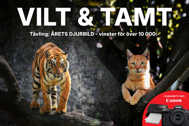 viltochtamt_katt_blogg.jpg