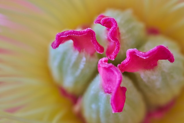Laowa 58mm Macro 2x_1w.jpg