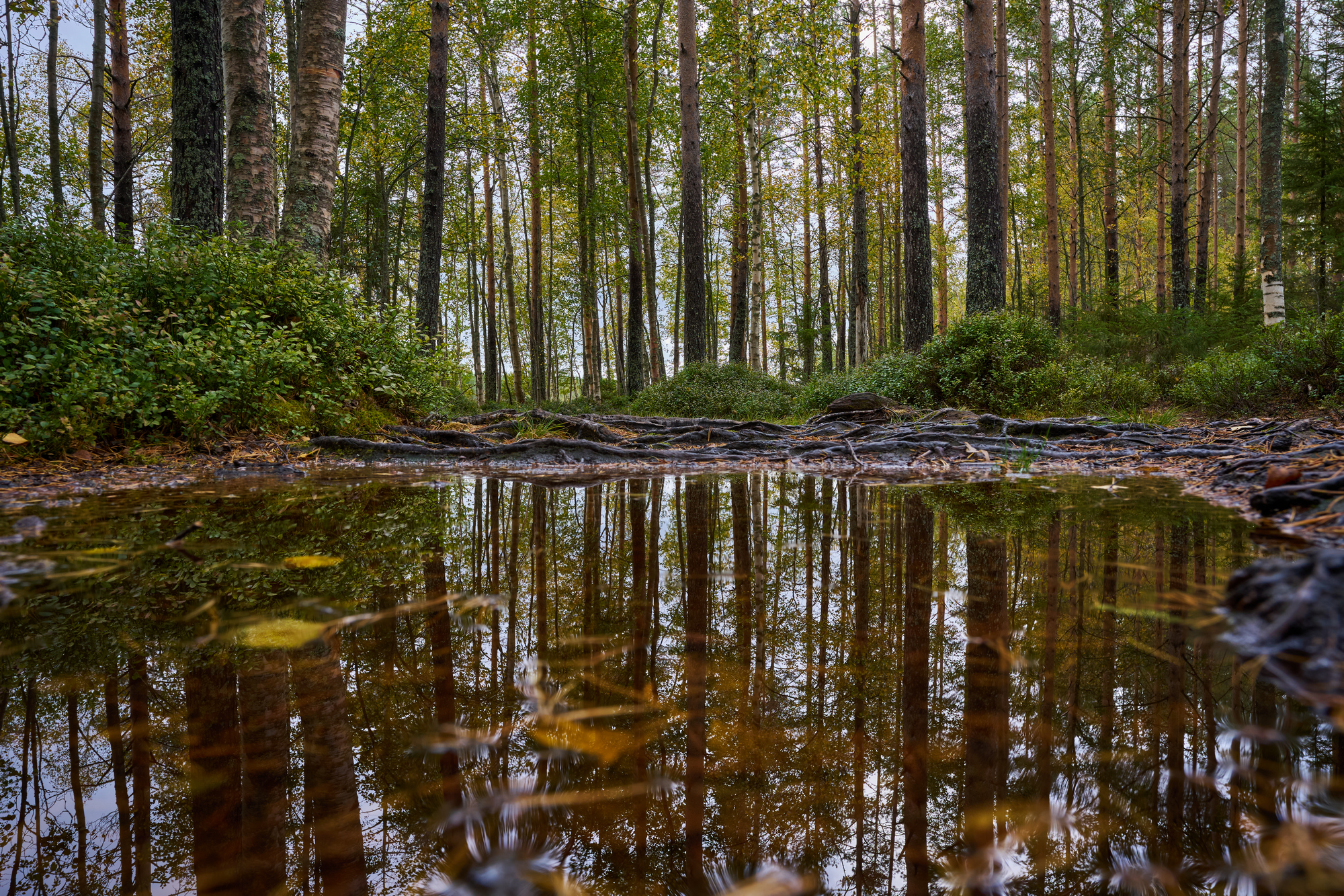 Viltrox 15mm f1.7_blogg1.jpg