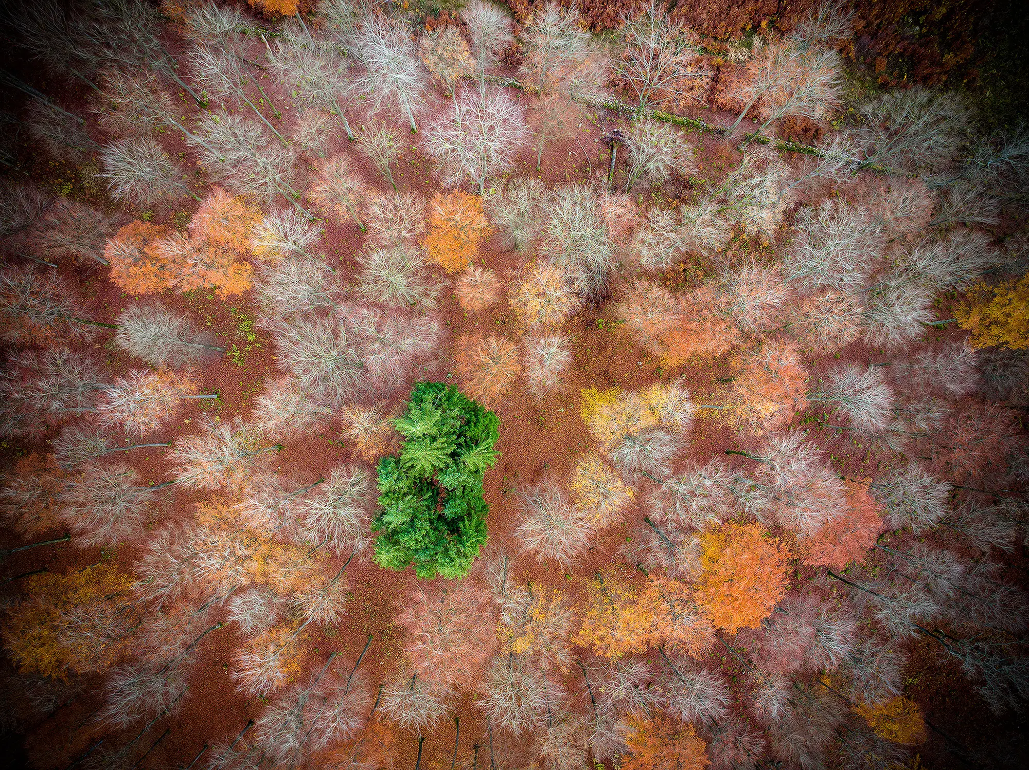 DJI_20231111142422_0042_Dvin_blogg.webp