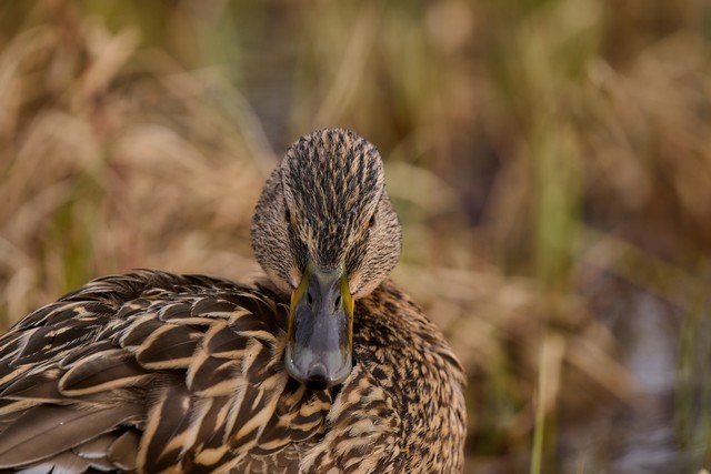 Panasonic S 100-400mm_21w.jpg