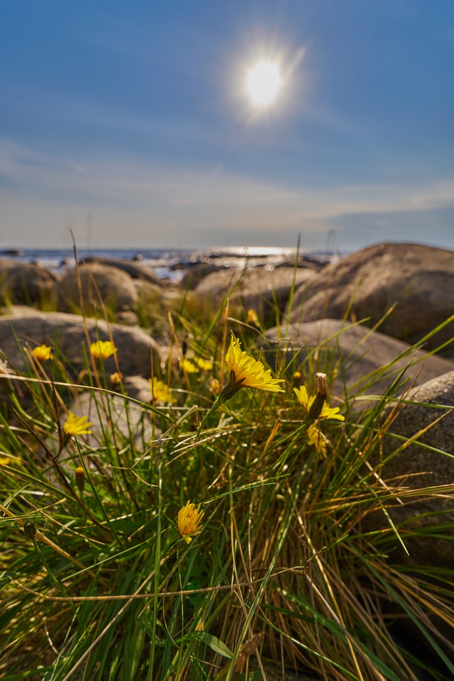 Samyang 16mm f2.8_16w.jpg