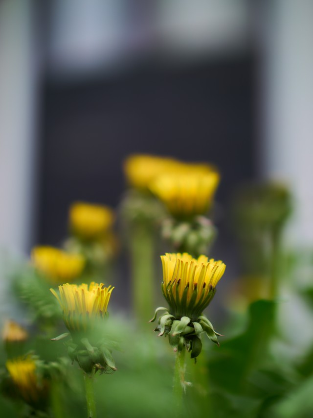 Voigtlander 29mm f08_11w.jpg