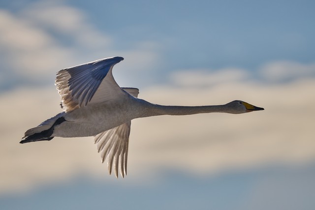 Sony FE 600mm f4_17w.jpg