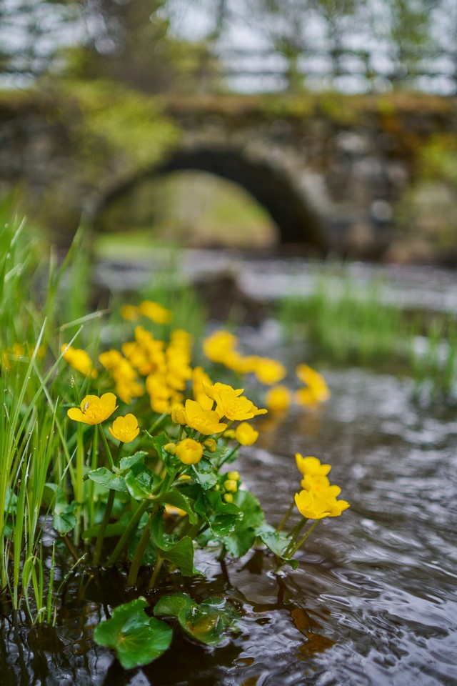 Samyang 35mm 1.8 P_31w.jpg